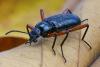 Strongylium sp.